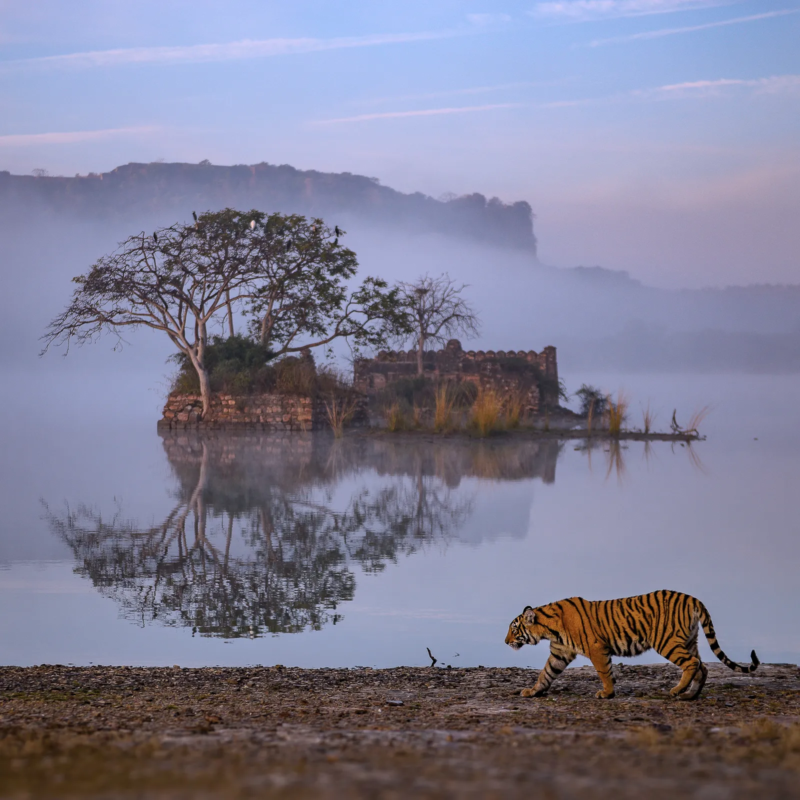 Spot Majestic Tigers in Ranthambore National Park